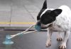 Игрушка для собак на присоске Dog Toy Rope PULL, Игрушка для домашних животных, Игрушка мячик для собак