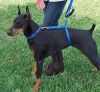 Высококачественный плотный прочный Поводок нейлоновый Для Собак The Instant Trainer Leash более 30 кг подходит для любых собачек с удобной резиновой ручкой  1.80 м гуманный поводок для дрессировок  и выгула
