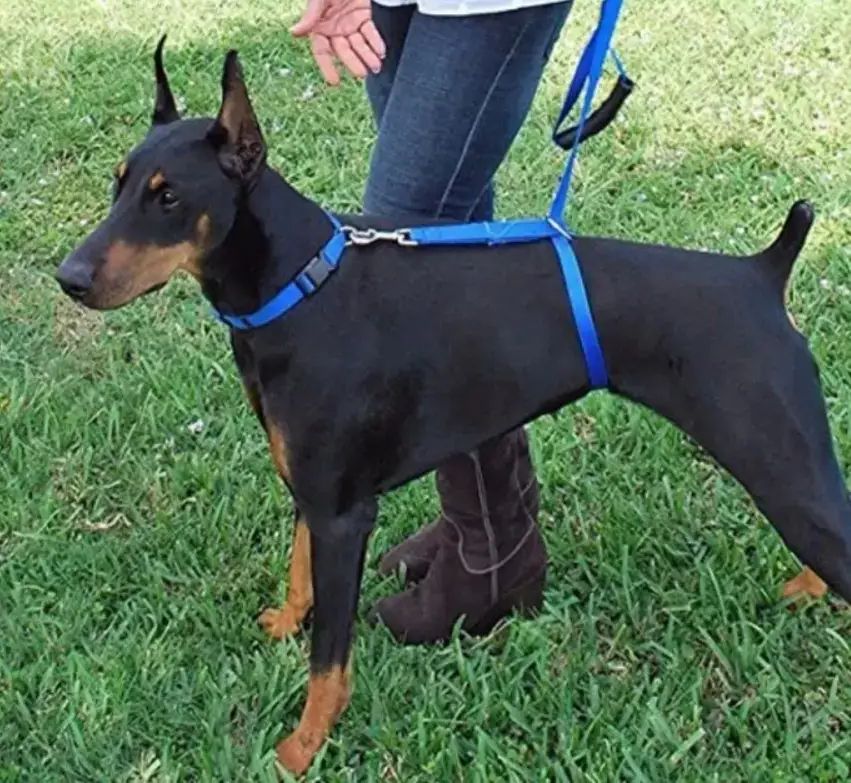 Высококачественный плотный прочный Поводок нейлоновый Для Собак The Instant Trainer Leash более 30 кг подходит для любых собачек с удобной резиновой ручкой  1.80 м гуманный поводок для дрессировок  и выгула