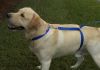 Высококачественный плотный прочный Поводок нейлоновый Для Собак The Instant Trainer Leash более 30 кг подходит для любых собачек с удобной резиновой ручкой  1.80 м гуманный поводок для дрессировок  и выгула