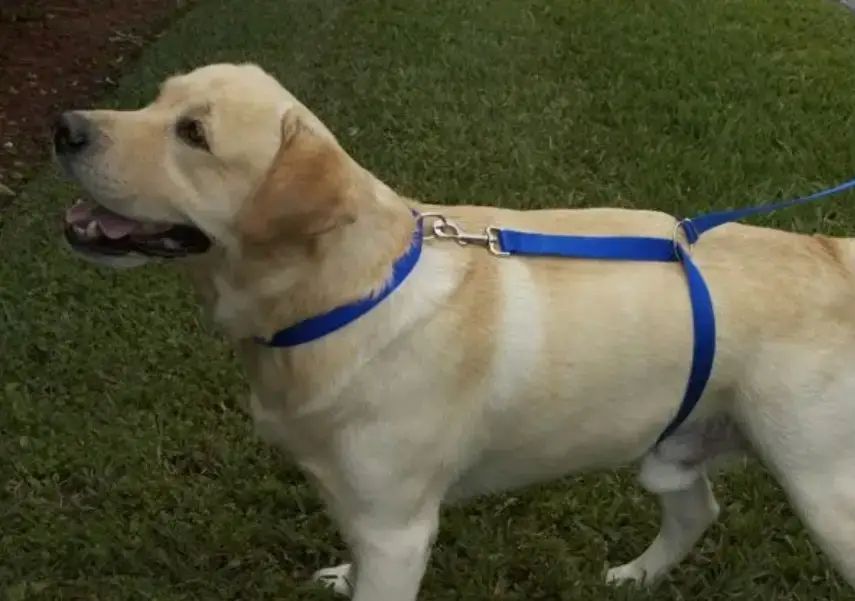 Высококачественный плотный прочный Поводок нейлоновый Для Собак The Instant Trainer Leash более 30 кг подходит для любых собачек с удобной резиновой ручкой  1.80 м гуманный поводок для дрессировок  и выгула