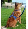 Высококачественный плотный прочный Поводок нейлоновый Для Собак The Instant Trainer Leash более 30 кг подходит для любых собачек с удобной резиновой ручкой  1.80 м гуманный поводок для дрессировок  и выгула